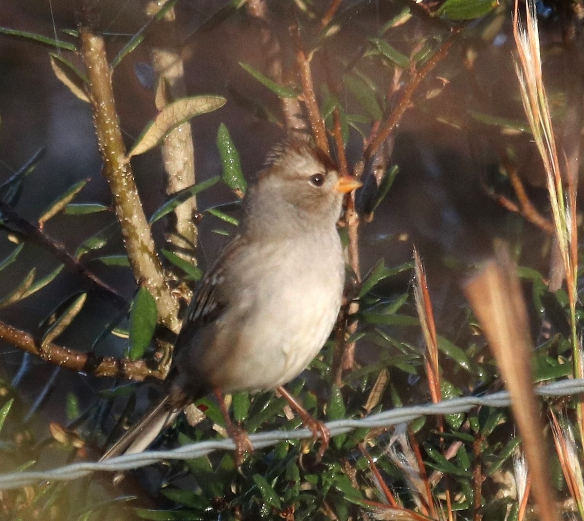 White-crowned Sparrow - ML611333470