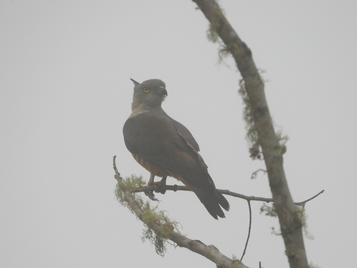 Pacific Baza - ML611333493