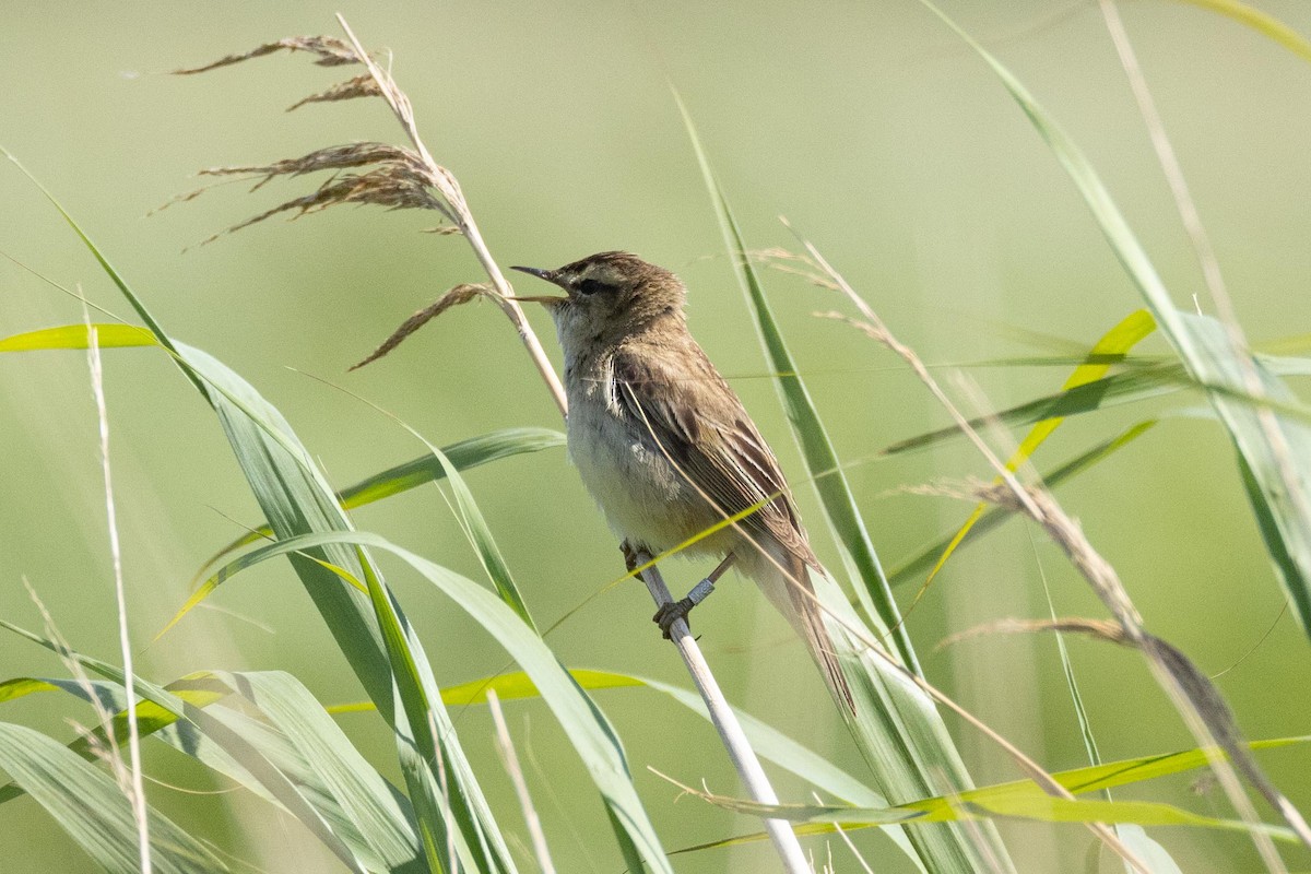 Sedge Warbler - ML611333598