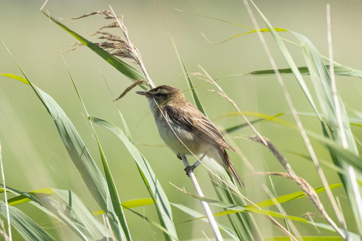 Sedge Warbler - ML611333599
