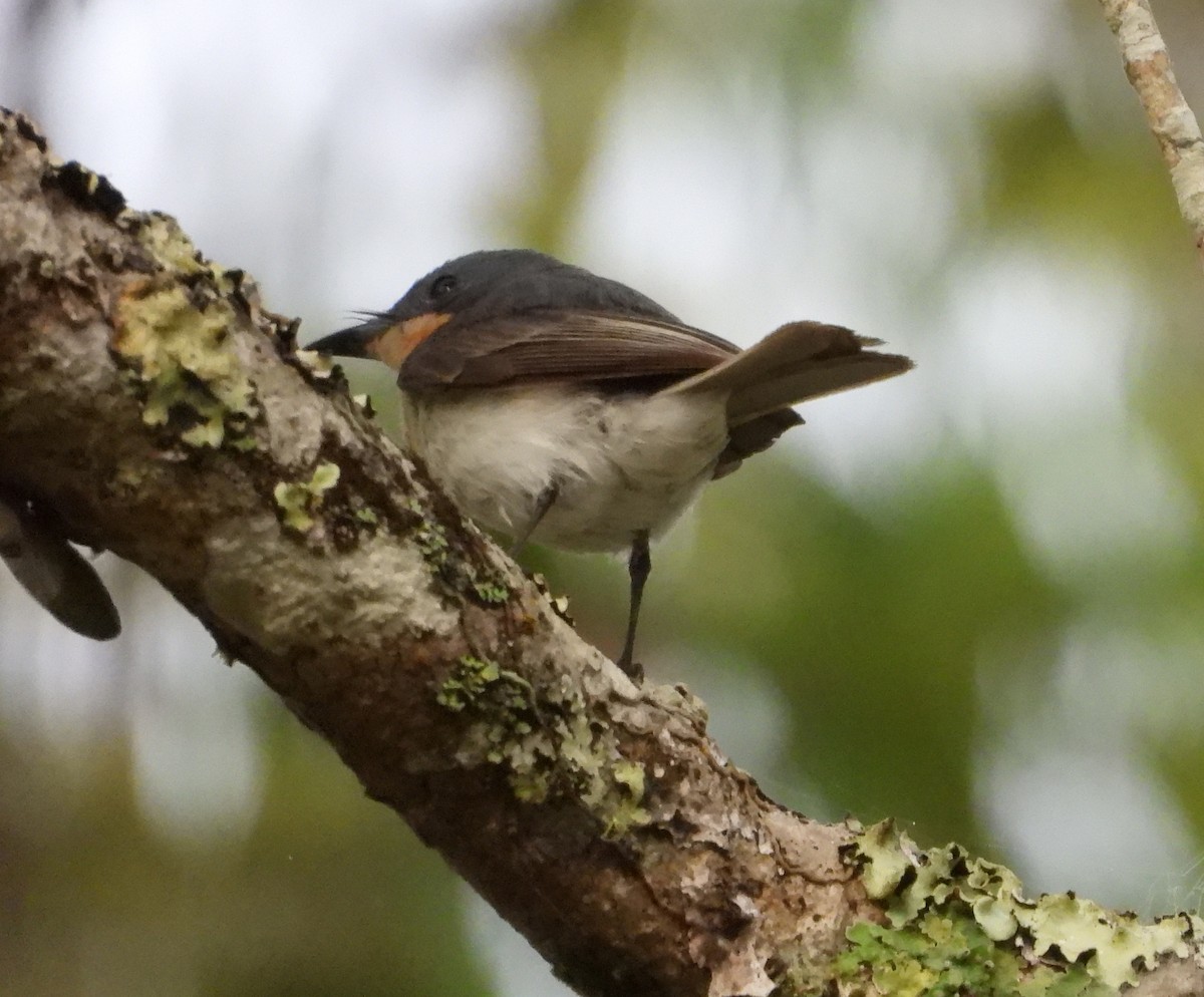 Leaden Flycatcher - Gary Graves