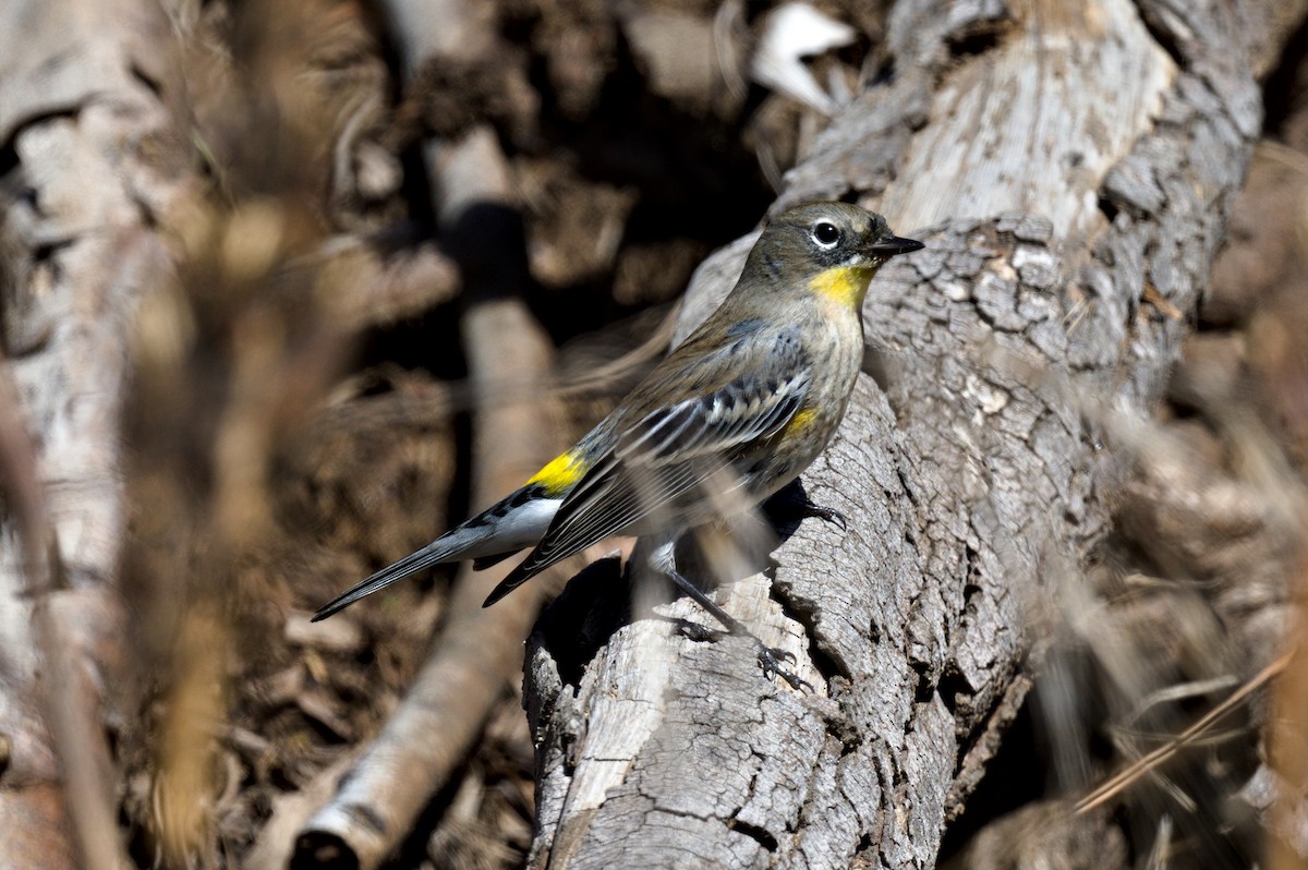 myrteparula (auduboni) (sitronstrupeparula) - ML611333661