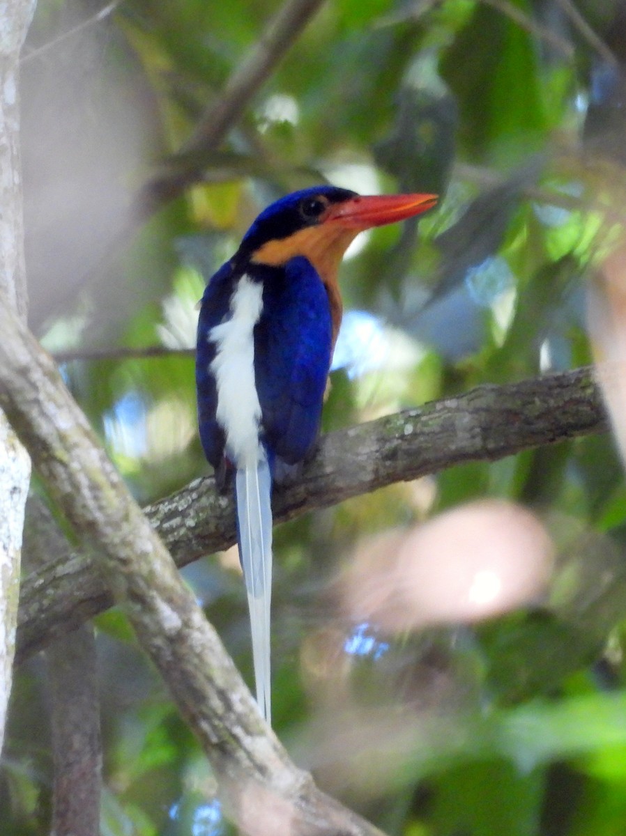 Buff-breasted Paradise-Kingfisher - ML611333792