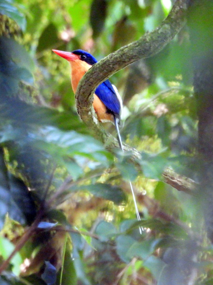 Buff-breasted Paradise-Kingfisher - ML611333794