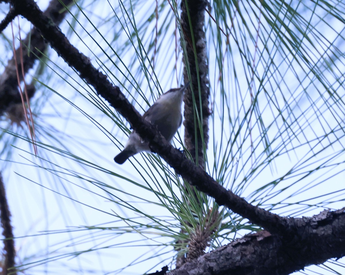 Brown-headed Nuthatch - ML611333864