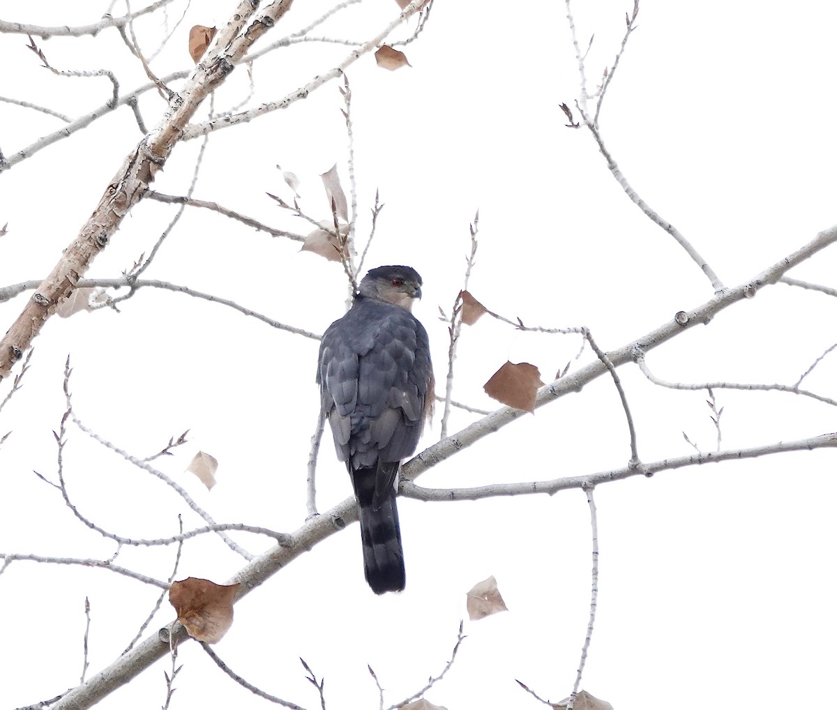 Cooper's Hawk - ML611333978