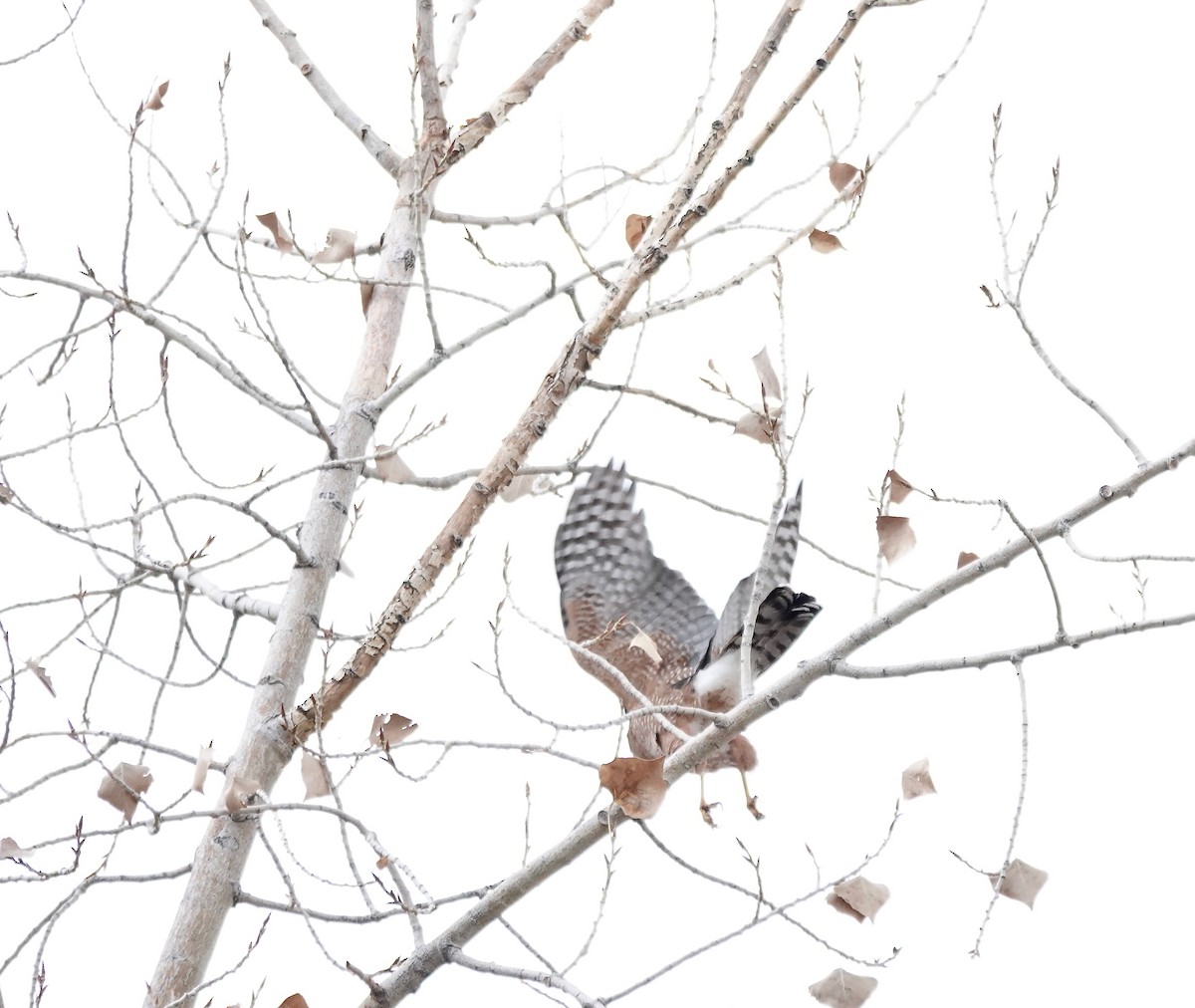 Cooper's Hawk - ML611333981