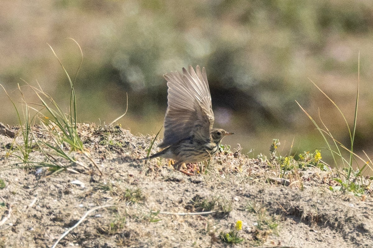 Meadow Pipit - ML611333990
