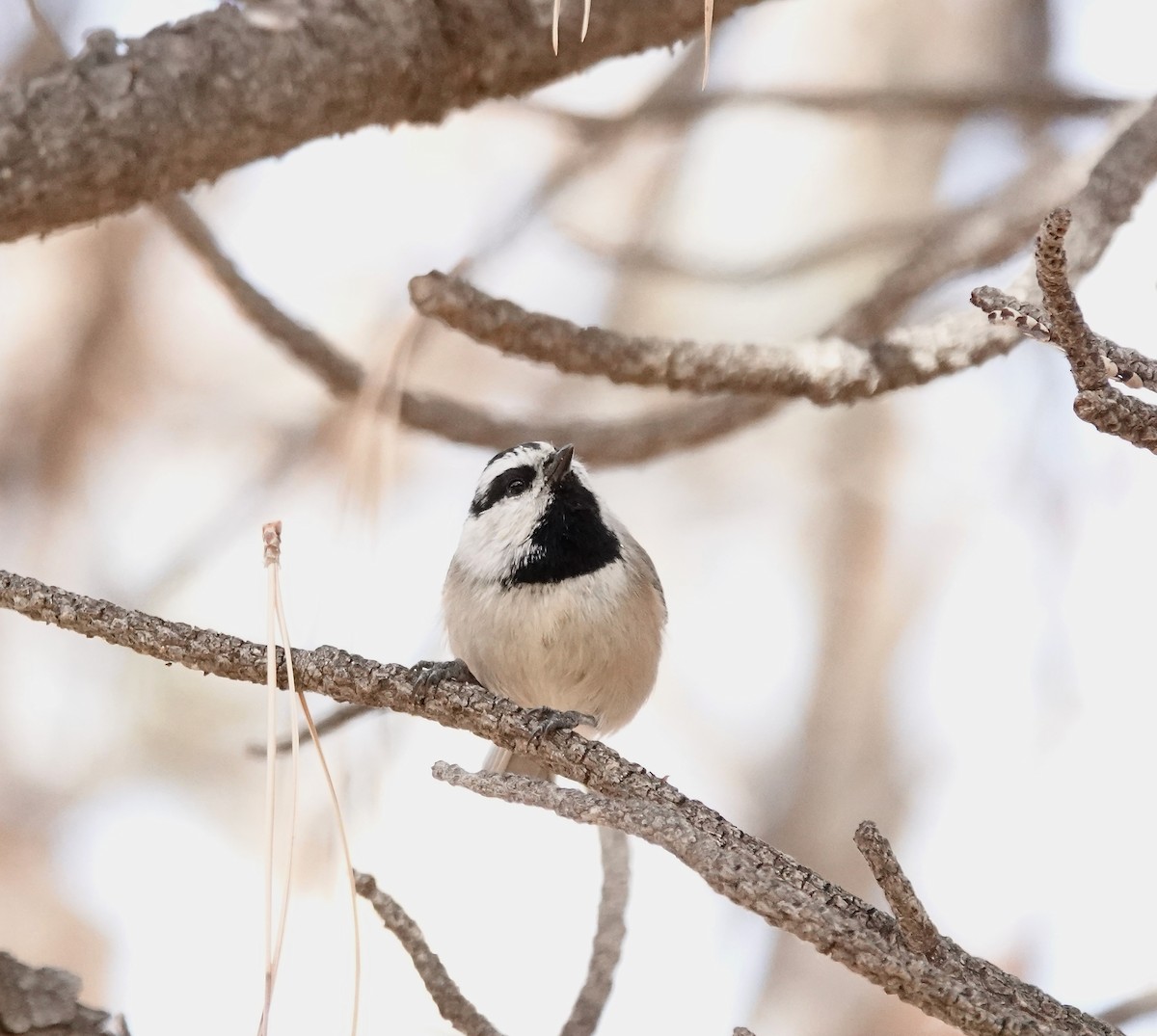 Mountain Chickadee - Julie Schneider