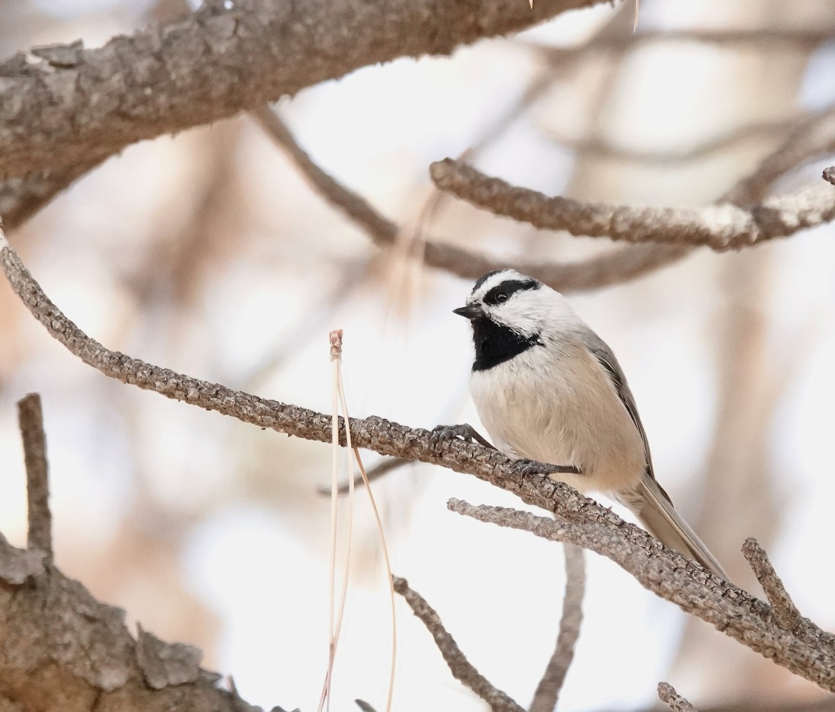 Mountain Chickadee - Julie Schneider