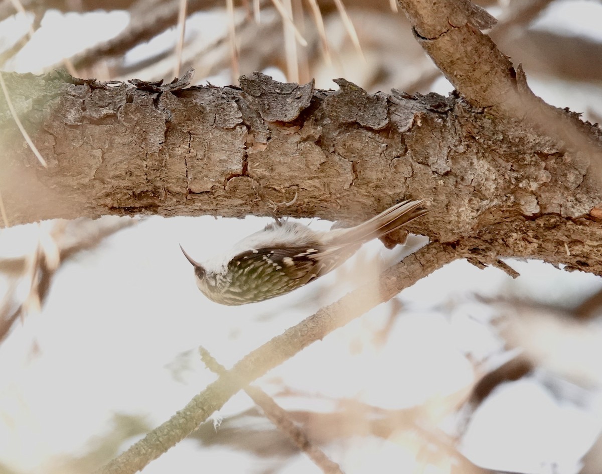 Brown Creeper - ML611334001