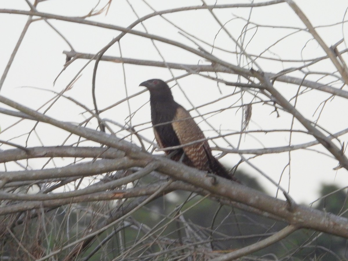 fasansporegjøk (phasianinus gr.) - ML611334057