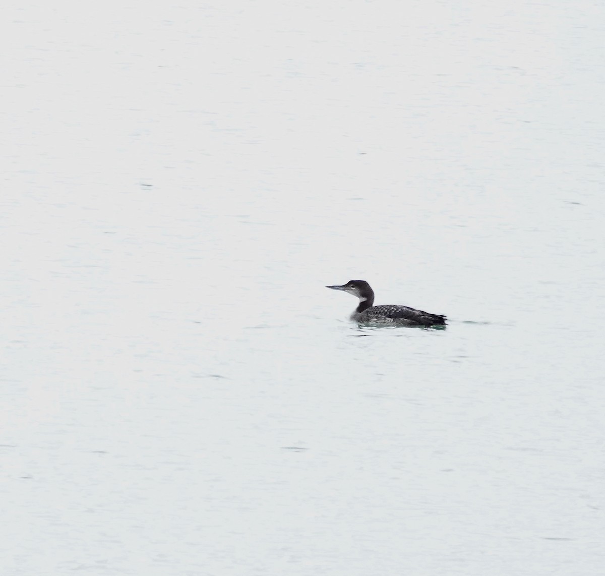 Common Loon - Julie Schneider