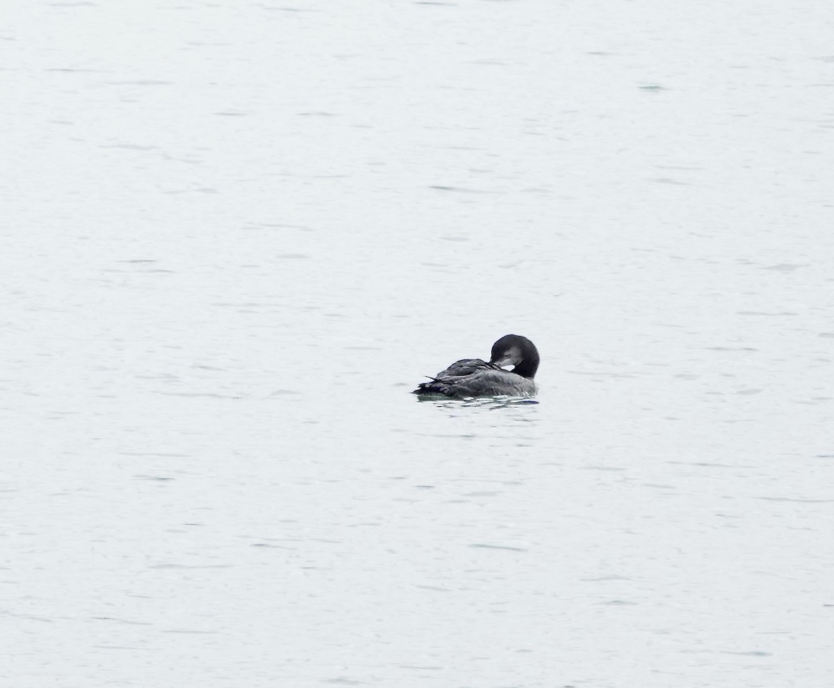 Common Loon - Julie Schneider