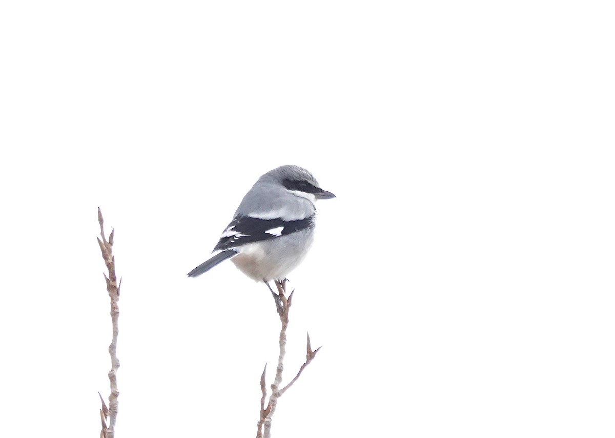 Loggerhead Shrike - Julie Schneider