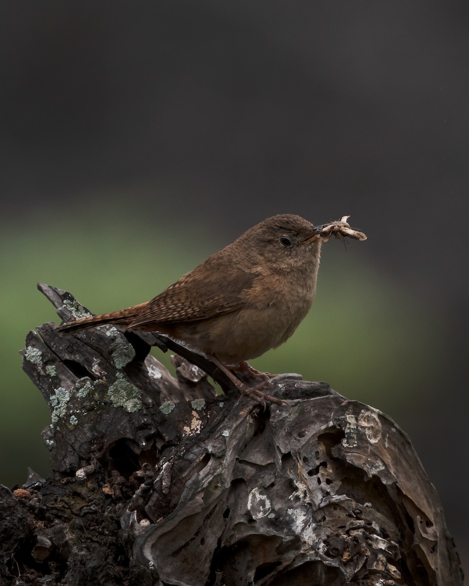 House Wren - ML611334281