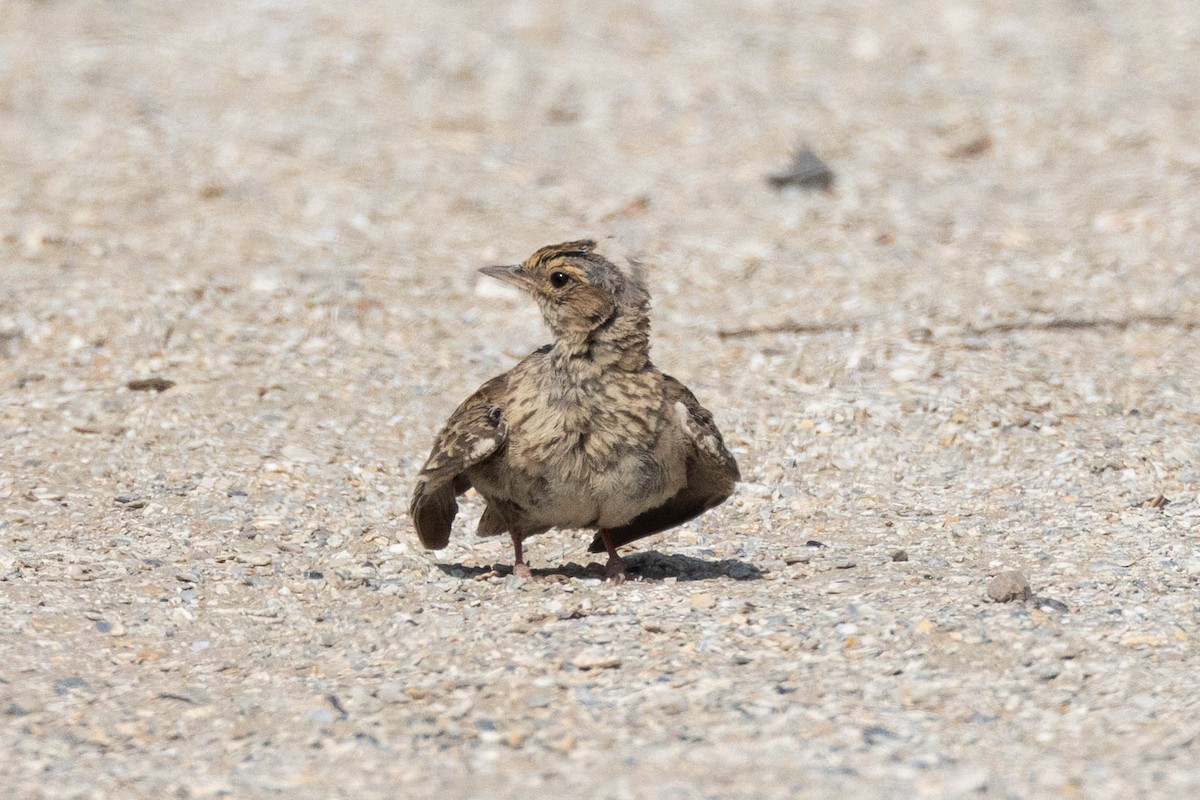 Eurasian Skylark - ML611334309