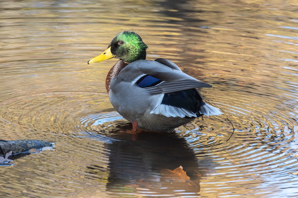 Mallard - Lisa Nasta