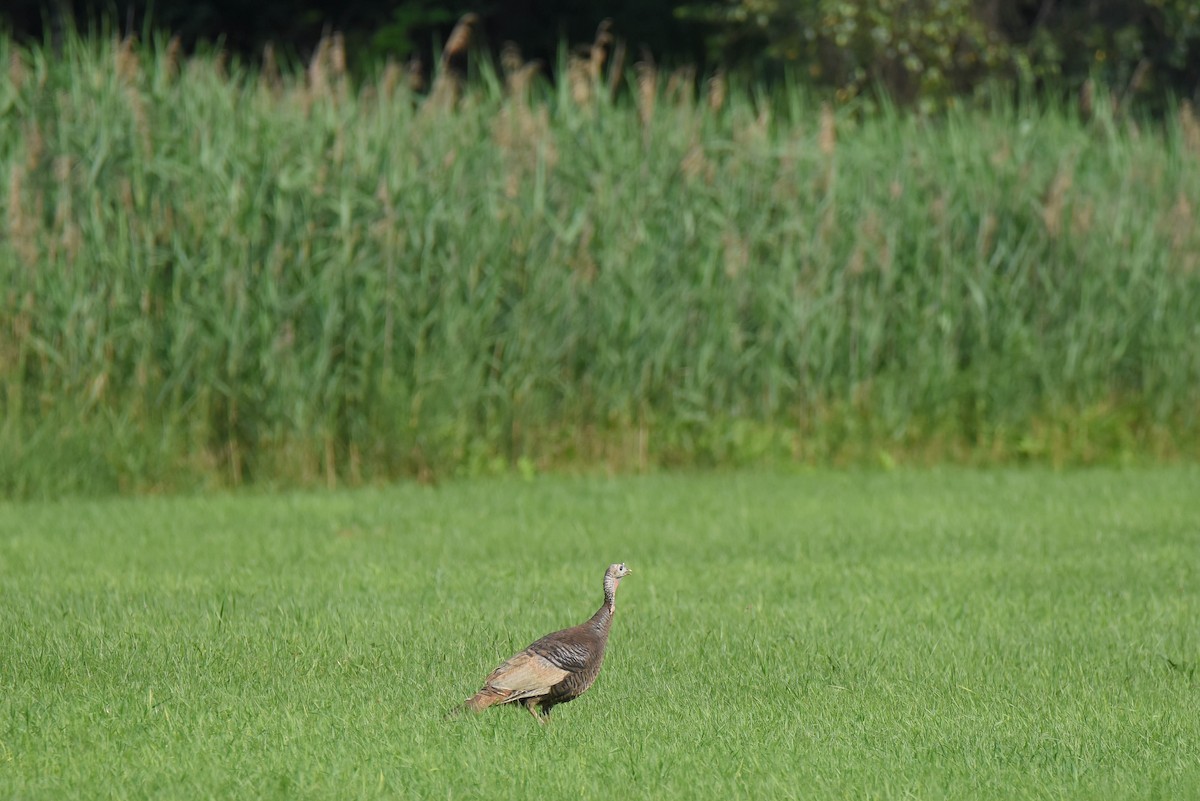 Wild Turkey - ML611334416