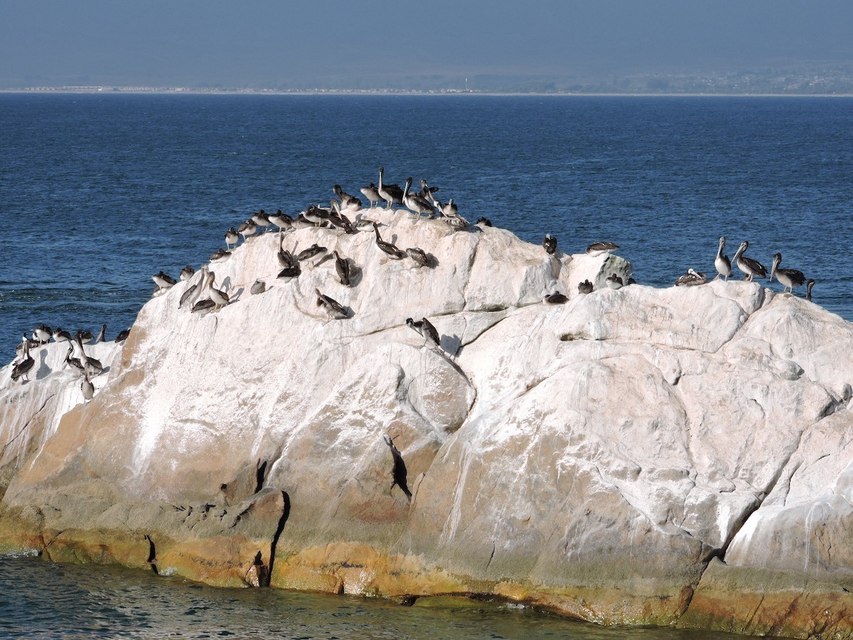 Peruvian Pelican - ML611334420