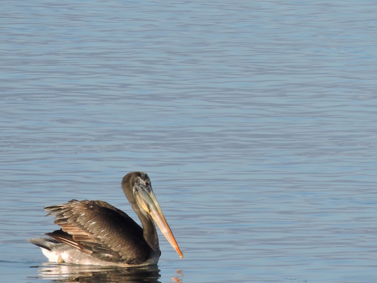 Peruvian Pelican - Más Aves