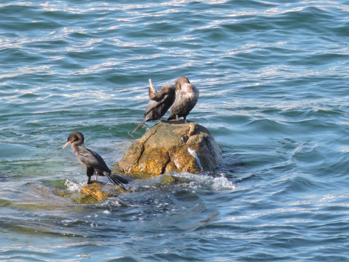 Neotropic Cormorant - ML611334449