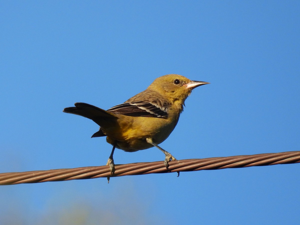 Scott's Oriole - ML611334466