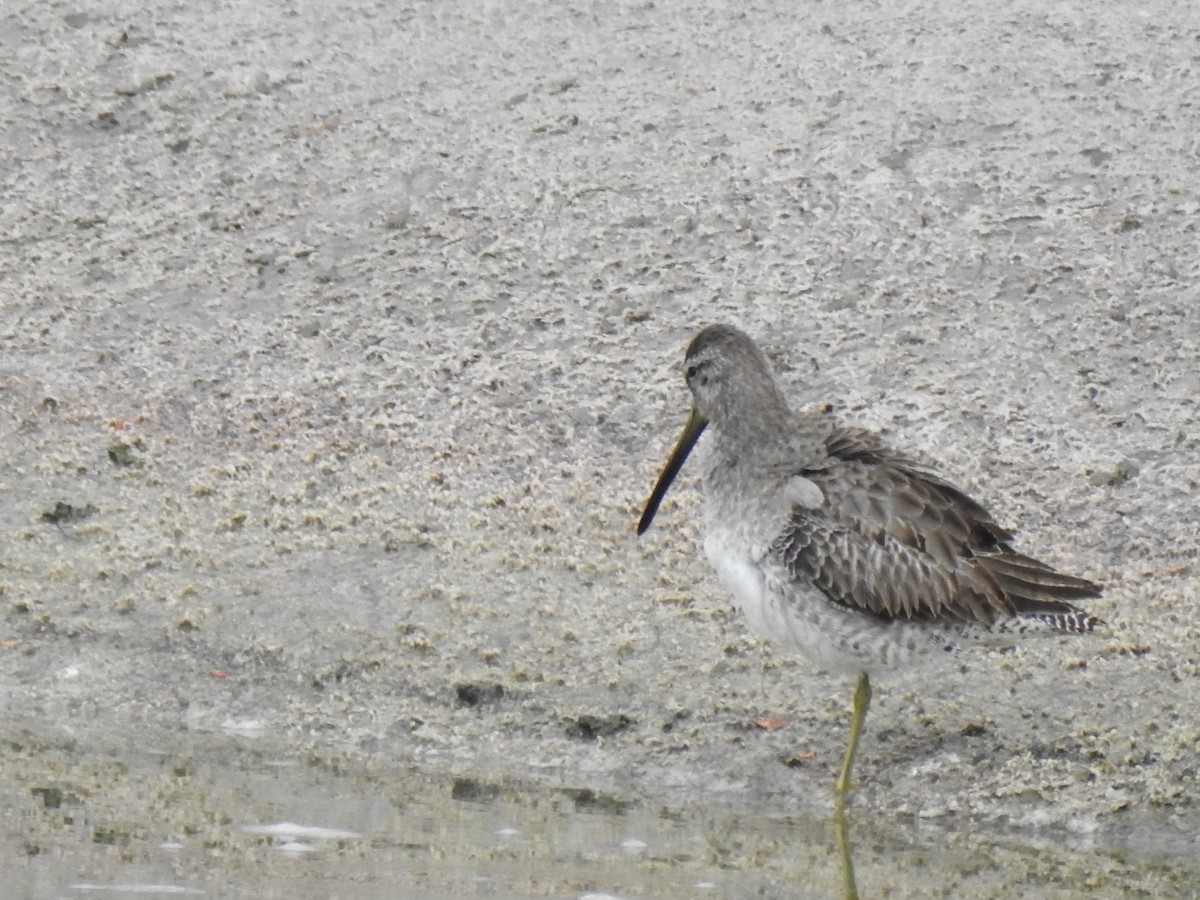 Long-billed Dowitcher - ML611334509