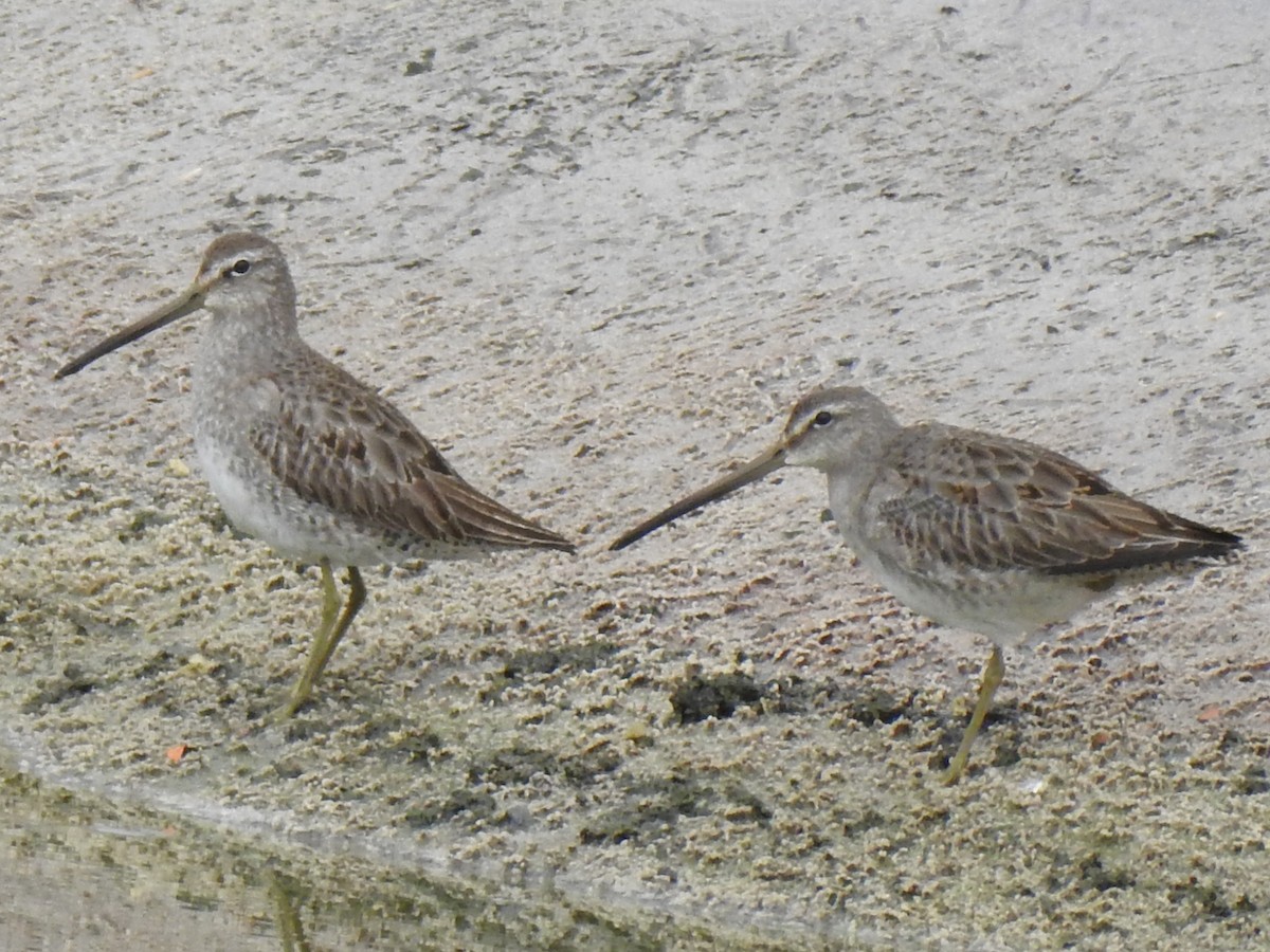 Long-billed Dowitcher - ML611334510