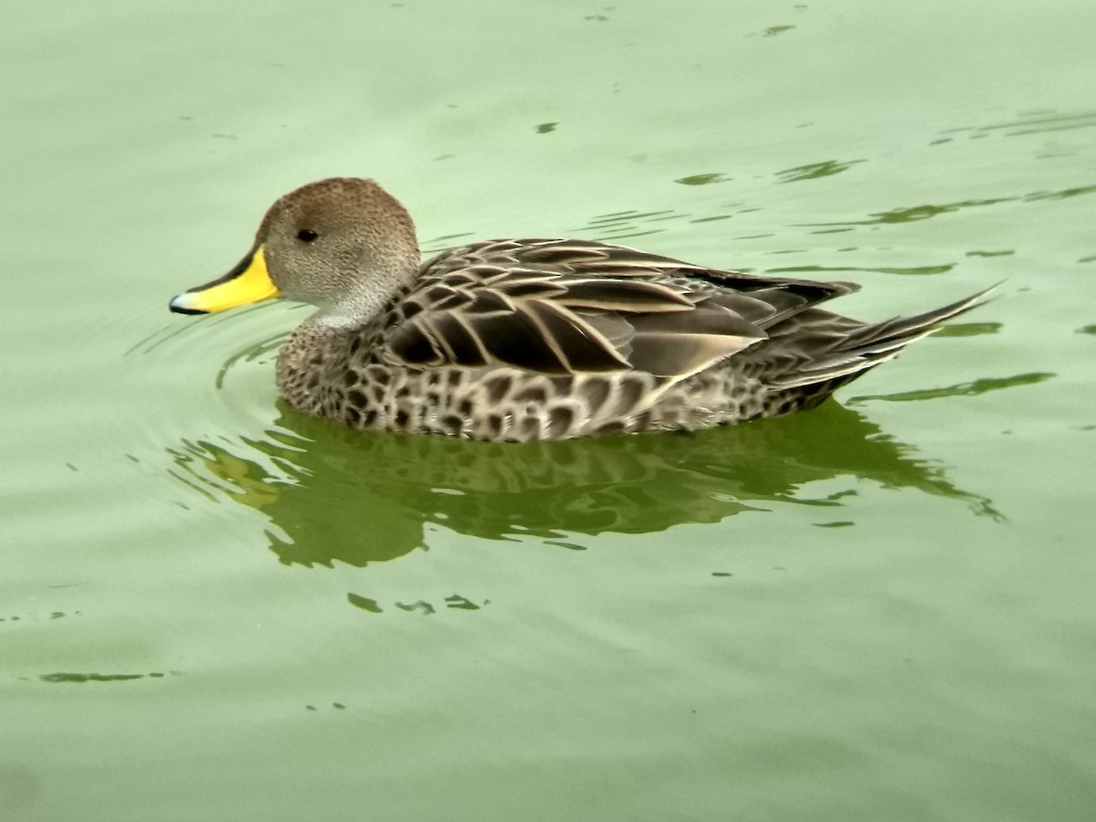 Yellow-billed Pintail - Gustavo Vargas