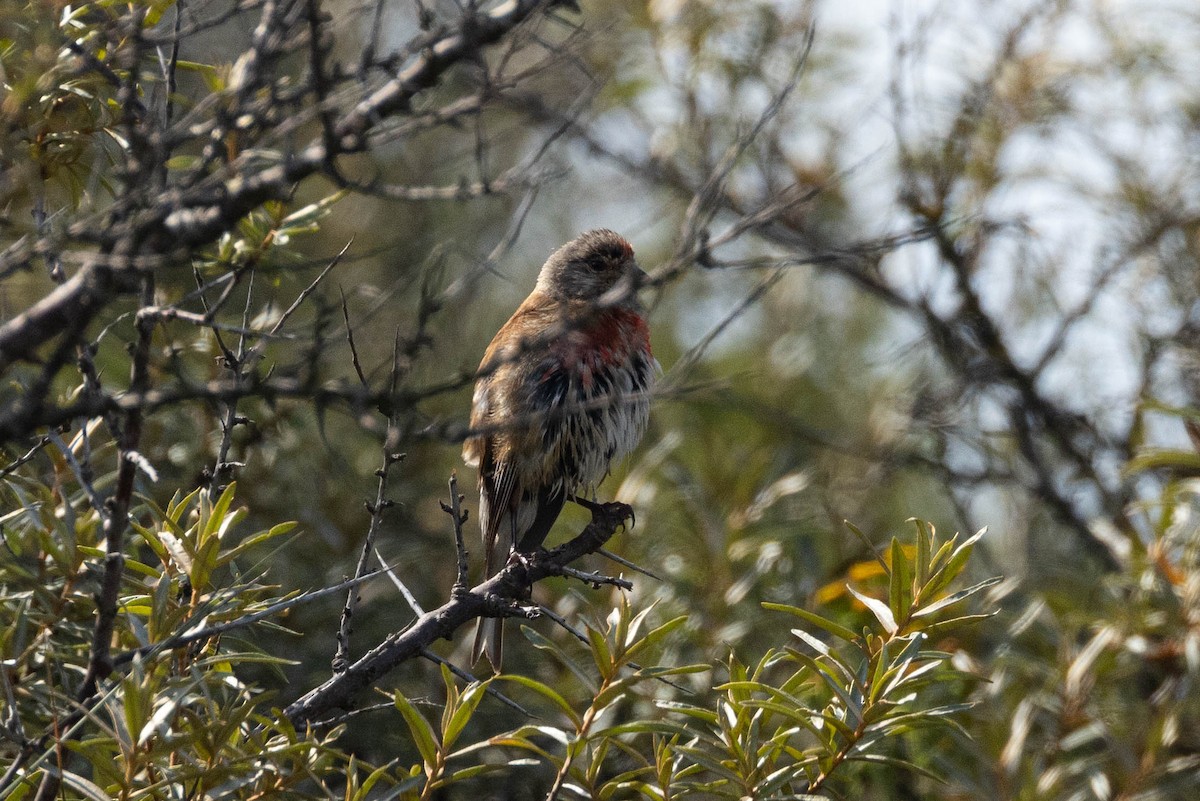 Eurasian Linnet - ML611334604