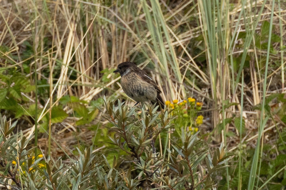 European Stonechat - ML611334663