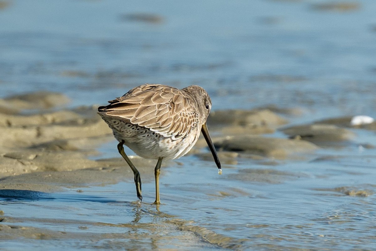 Short-billed Dowitcher - Jamie Vidich