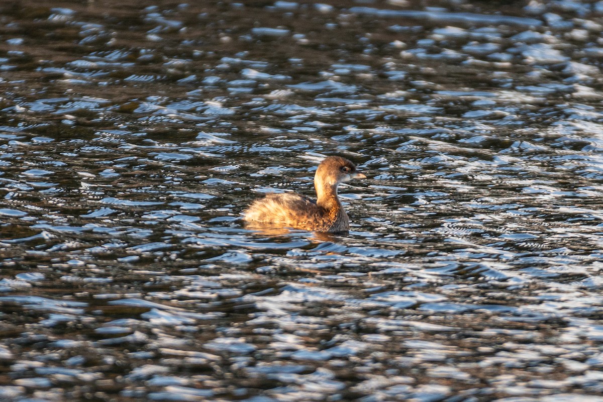 Pied-billed Grebe - ML611334837