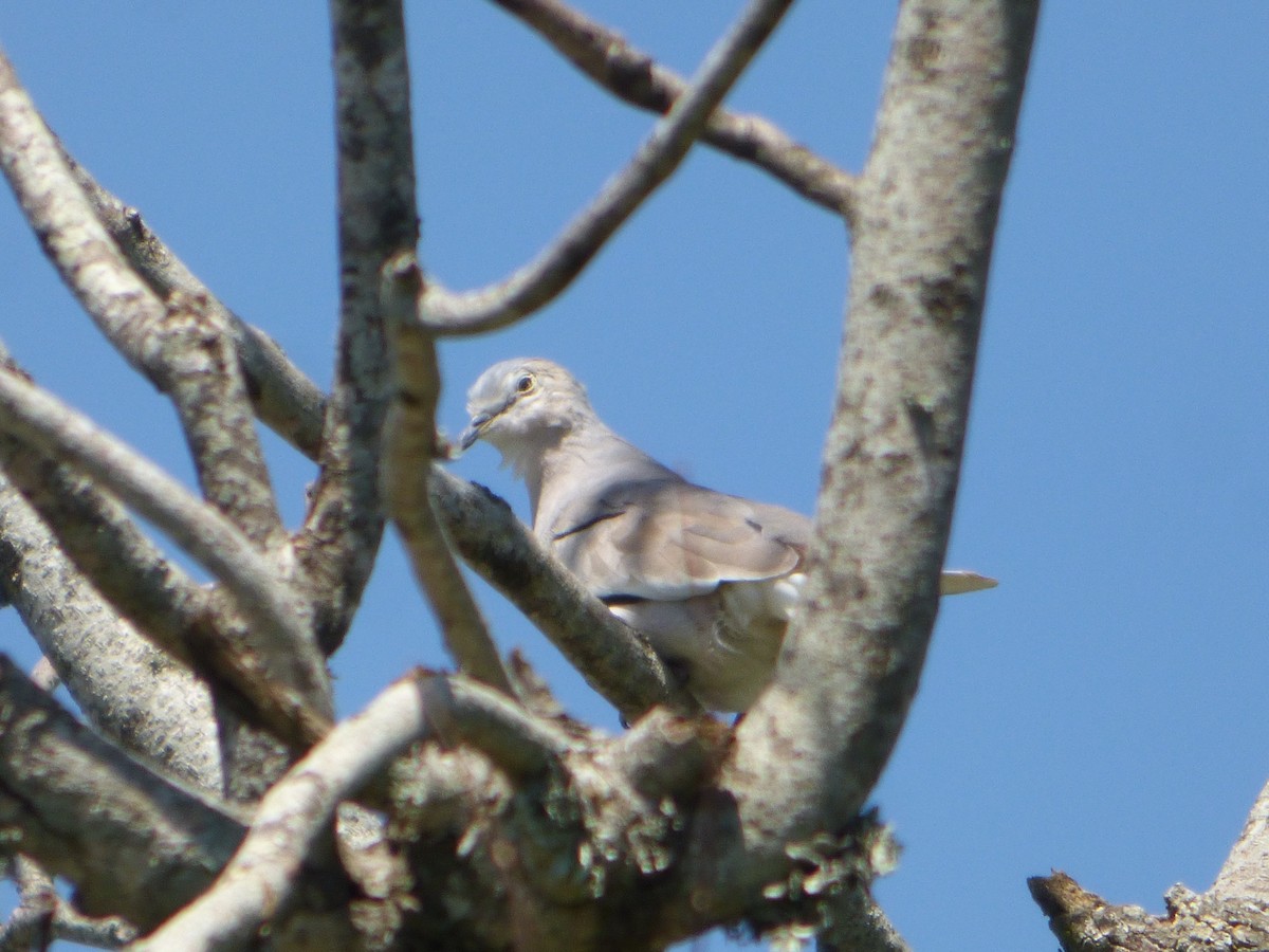 Picui Ground Dove - ML611334842