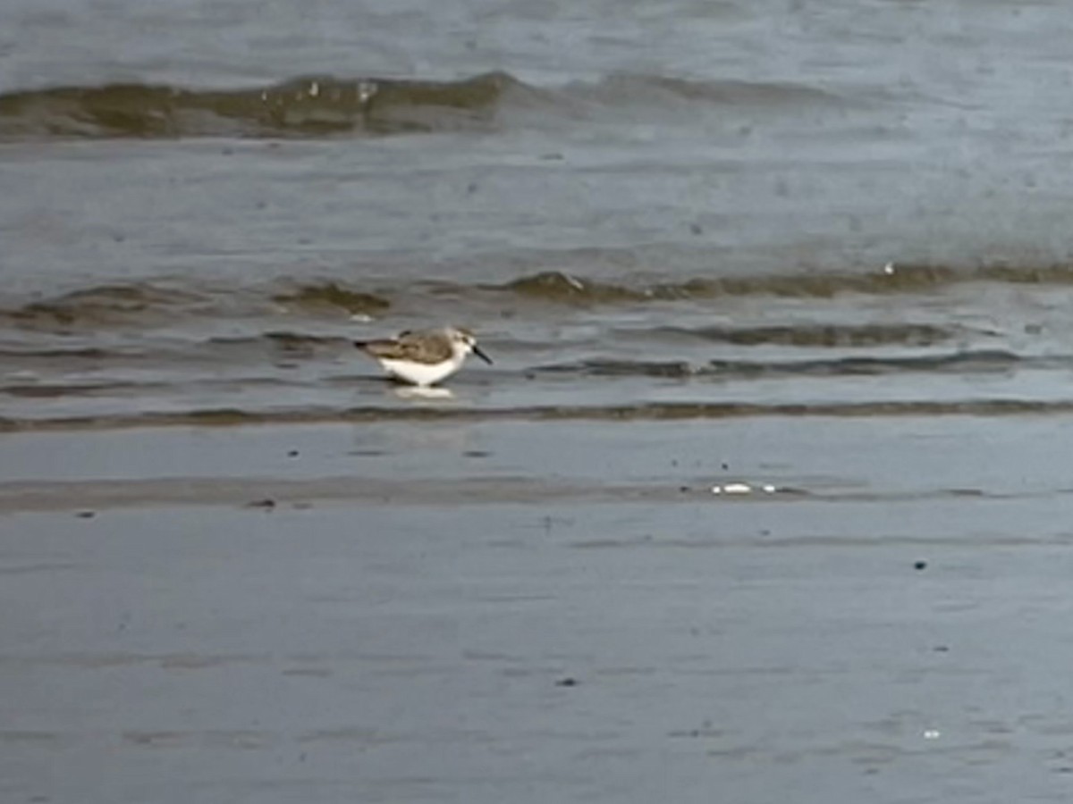 Western Sandpiper - ML611334883