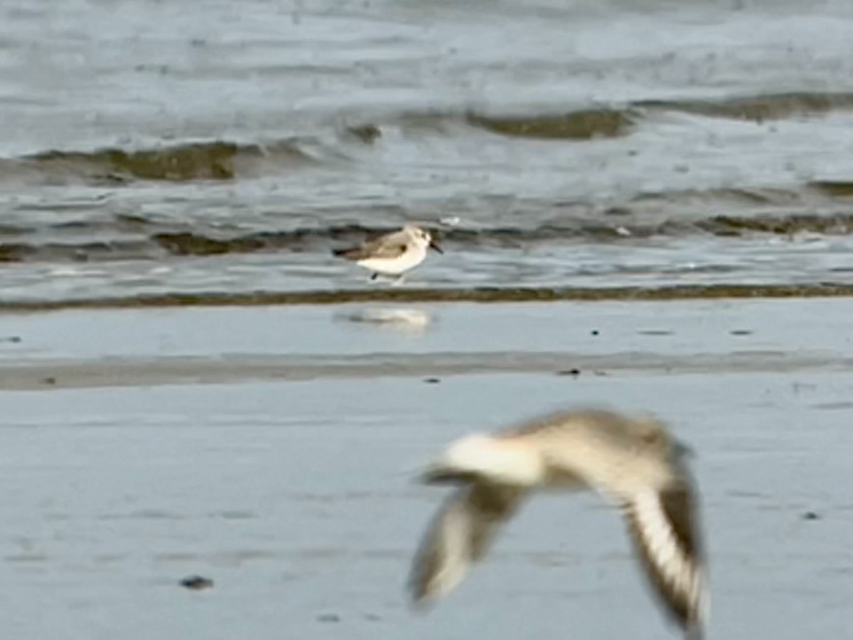 Western Sandpiper - Tim Rodenkirk