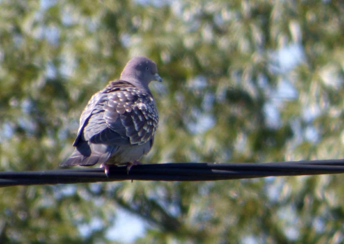 Spot-winged Pigeon - ML611334898