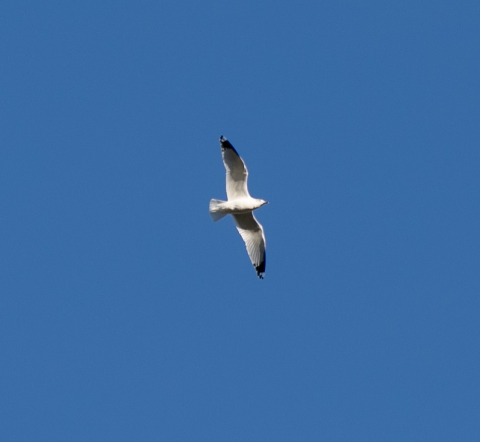 Ring-billed Gull - ML611335018