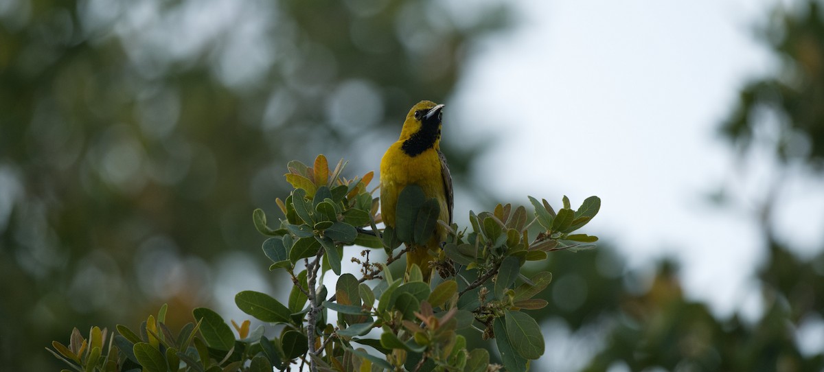 Hooded Oriole - Kraig Cawley