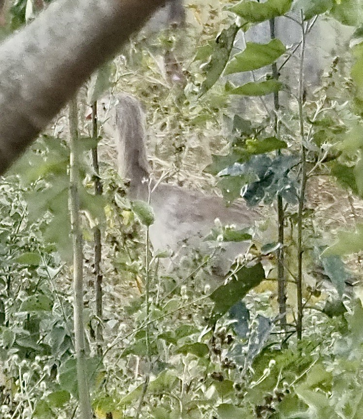 Red-legged Seriema - ML611335278