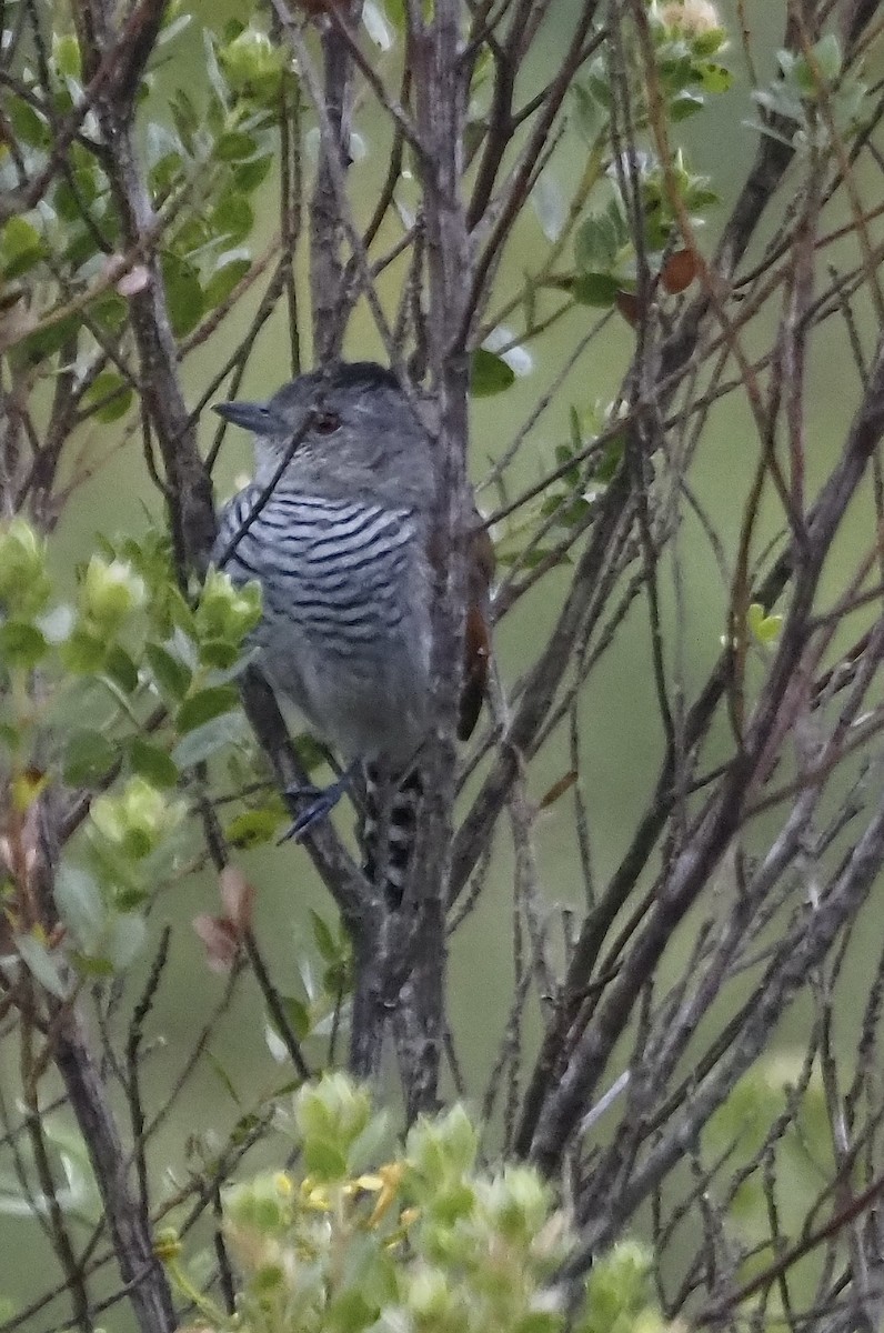 Great Antshrike - ML611335322