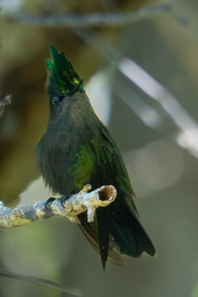 Antillean Crested Hummingbird - Richard Edden