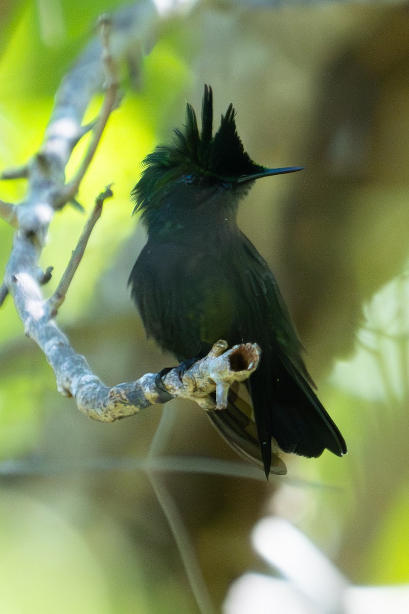 Antillean Crested Hummingbird - ML611335431