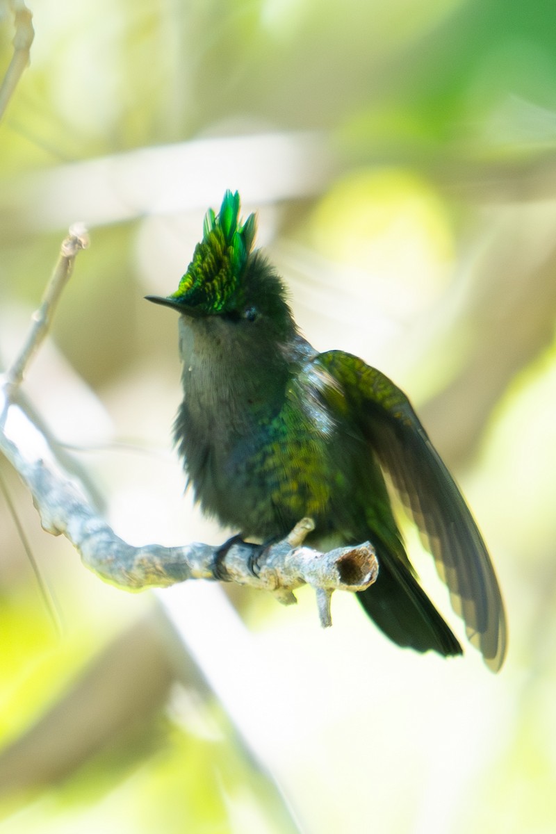 Antillean Crested Hummingbird - Richard Edden