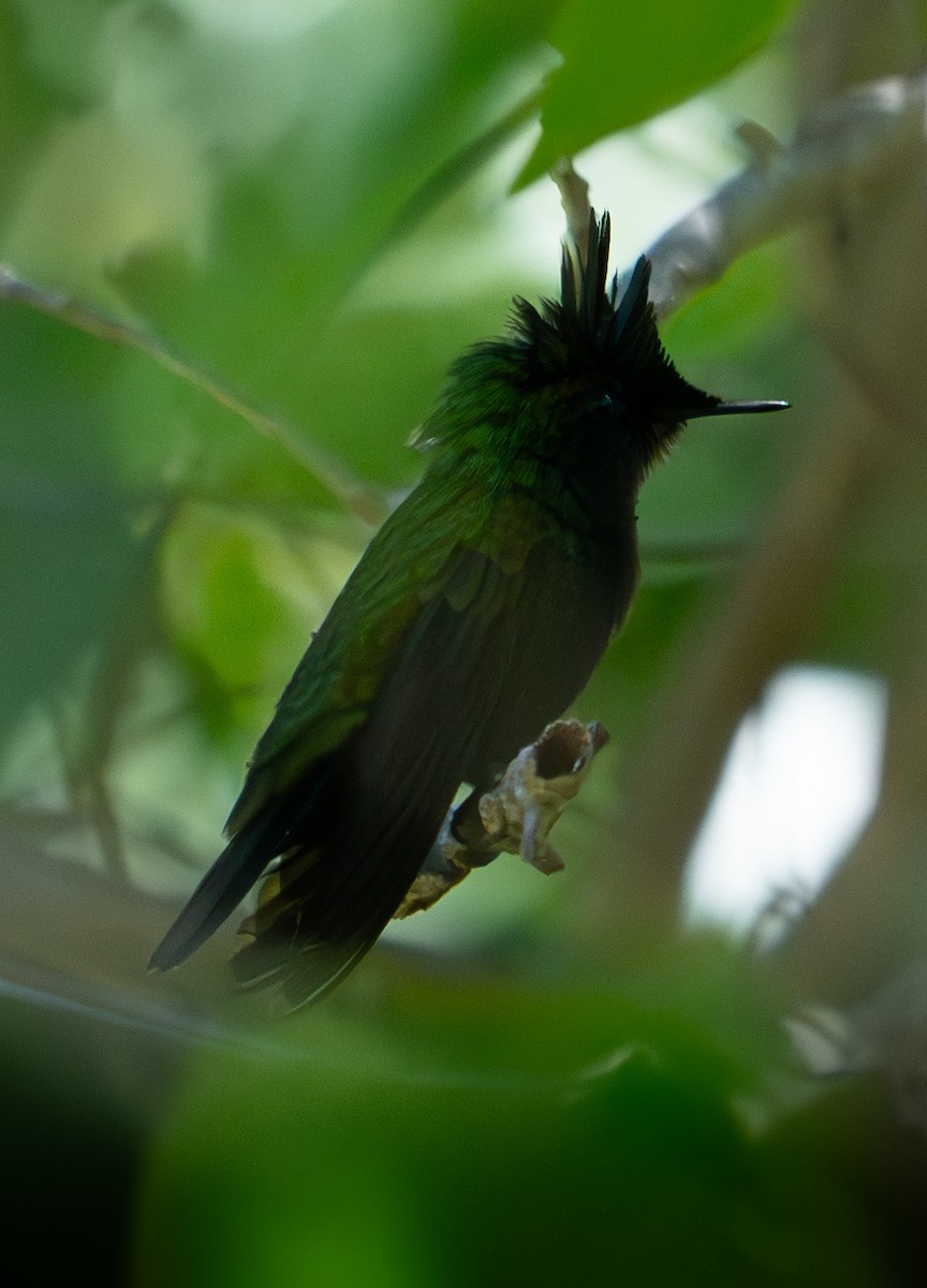 Antillean Crested Hummingbird - ML611335433