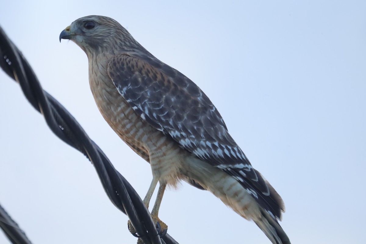 Red-shouldered Hawk - Marilyn Guidry