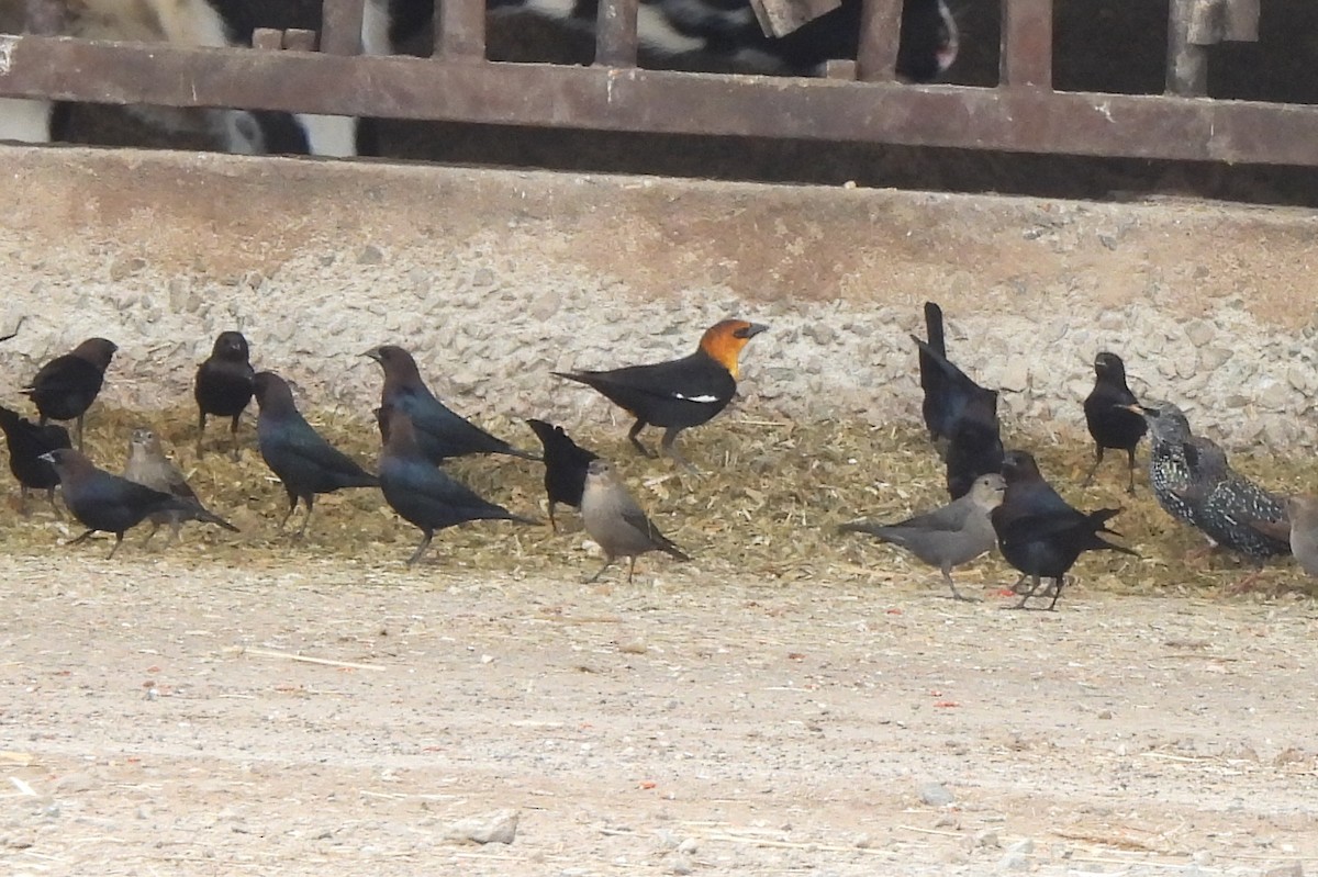 Yellow-headed Blackbird - ML611335500