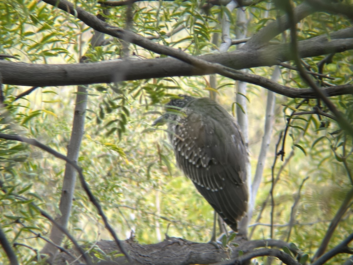 Yellow-crowned Night Heron - ML611335506