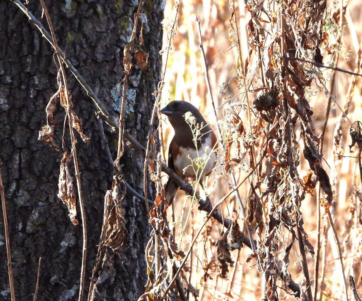 pipilo rudooký - ML611335511